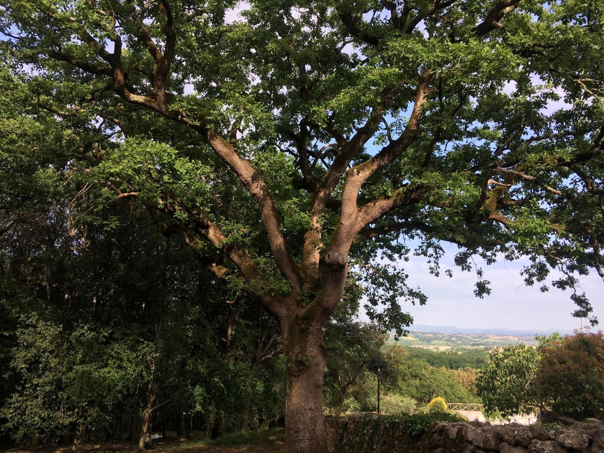 Agriturismo Il Caggio Совичилле Экстерьер фото